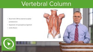 Vertebral Column – Anatomy  Lecturio [upl. by Waldo842]