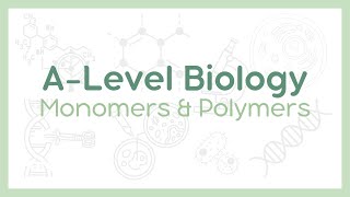 MONOMERS AND POLYMERS  Condensation vs Hydrolysis reactions  ALevel Biology AQA OCR Edexcel [upl. by Melony]