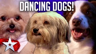 DANCING DOGS  Britains Got Talent [upl. by Anivlis]