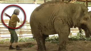 A Woman Took a Swing At An Elephant What He Did Back At Her is Amazing [upl. by Cecilla824]