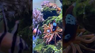 Clownfish Feeds Anemone Before Itself aquarium shorts [upl. by Cappello]