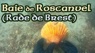 Baie de Roscanvel rade de Brest  Coquilles saintjacques seiche raie bouclée  Scallops [upl. by Mali]