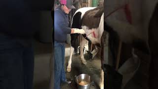 Horse Pneumonia Thoracocentesis Chest tube pleural effusion for Valley Fever pleuropneumonia [upl. by Dnalor101]