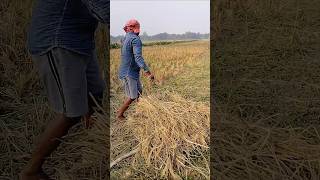 How to harvest paddy harvest paddy shorts [upl. by Licastro239]