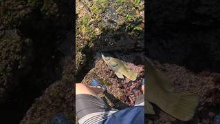 Solid groper putting up a good fight fishing fish rockfishing [upl. by Oivaf280]