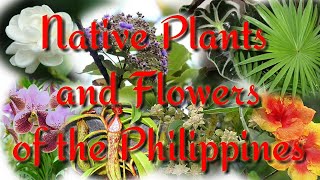 Native Plants and Flowers of the Philippines [upl. by Onaicnop]