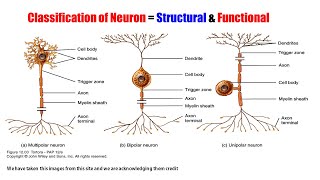 Anatomy amp Physiology 72 Structural amp Functional Classification of Neuron  Neuron Classification [upl. by Caresa]