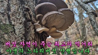 제 1026회 2024 11 14 맛 좋고 식감 까지 좋은 자연산 느타리버섯 산행을 하고 왔습니다 [upl. by Airetak]