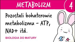 Metabolizm 4  Pozostali bohaterowie metabolizmu ATP NADP NAD FAD  biologia matura rozszerzona [upl. by Ydassac]