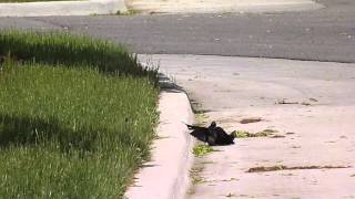 Brownheaded Cowbirds Molothrus ater fighting [upl. by Essyla516]