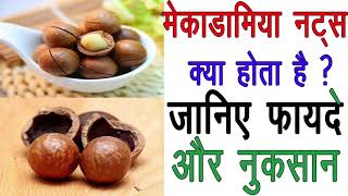 मेकाडामिया नट्स क्या होता है  फायदे और नुकसानmacadamia nuts benefits and side effects in hindi [upl. by Elleirda]