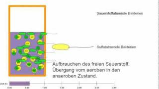 Wie entsteht Geruch Schwefelwasserstoff im Kanal [upl. by Afihtan]