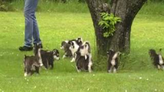 Alaskan malamute puppies6 weeks [upl. by Aikenahs]