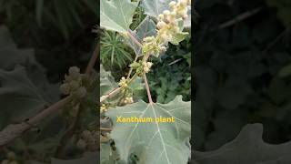 Xanthium Plant shorts shortsvideo shortfeed [upl. by Brotherson]