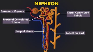 Structure and Function Of Nephron How Urine is formed 3d animation amp Illustration [upl. by Ettore334]