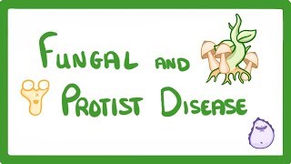 GCSE Biology  How A Mushroom Can Kill You  Fungal and Protist Disease 35 [upl. by Slosberg535]