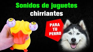 Sonidos de Juguetes Chirriantes para Atraer tu Perro [upl. by Kusin]