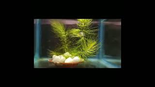 CeratophyllumHornwort aquatic plant for planted aquarium 🪴 [upl. by Trilby68]