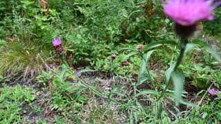 Lobelia inflata Indian Tobacco and Centaurea nigra lesser knapweed black knapweed [upl. by Hoffmann303]