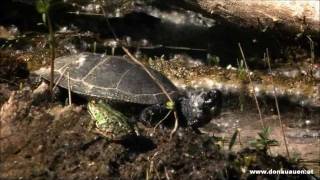 Europäische Sumpfschildkröte im Nationalpark DonauAuen  Emys orbicularis [upl. by Ygiaf]