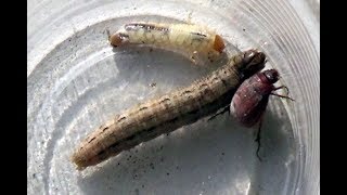 Grub vs Wax worm vs Beetle Insect WarThe Insect Ur [upl. by Drucie]