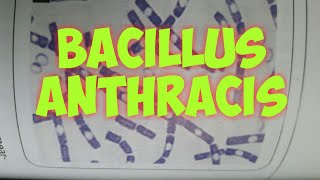 Bacillus anthracis ।। Part1 in hindi [upl. by Holloway]