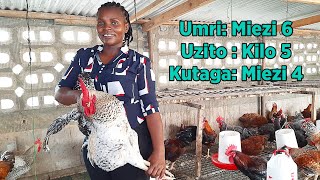 Jinsi ya Kuwalisha Kuku Chotara Kuroiler Wafikishe Uzito wa Kilo 5 [upl. by Ybrek]