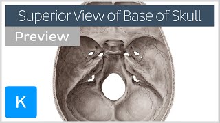 Superior view of the base of the skull preview  Human Anatomy  Kenhub [upl. by Nimref]