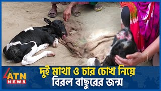 যশোরে দুই মাথা ও চার চোখের বাছুর  Jessore District  Two Headed amp Four Eyed Calf  ATN News [upl. by Ellynad]