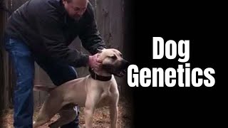 Simple truth of genetics amp breeding quality dogs Interview with Joe from NWA [upl. by Cyndie564]