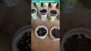 40 types of flower seeds online aero seedsPART 2 after 6 days GardeningwithRitz ​ [upl. by Tezzil981]