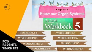 Know Our Organ Systems  Worksheets  మన అవయవ వ్యవస్థల గురించి తెలుసుకుందాం  Chapter 4  EVS [upl. by Sou348]