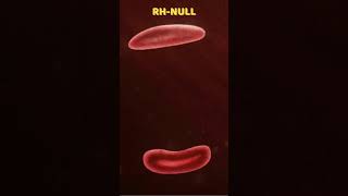 RHNULL blood  shorts  facts  amazingfacts  hindifacts [upl. by Nnaesor]