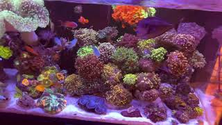 Euphyllia Garden Reef Tank [upl. by Eiram132]