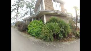 No Winter protection needed for Chamaerops Palm trees on the Gulf Islands [upl. by Atteval]