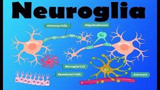 Neuroglia [upl. by Assilam]