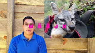 activ3 nombre de animales en mixe [upl. by Neeuq]