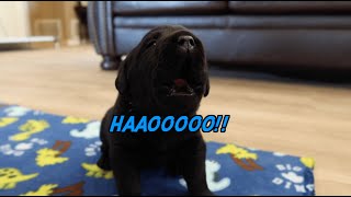 Black Labrador Puppies First Time Howling [upl. by Paugh]