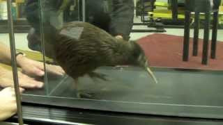 Kiwi on a Treadmill [upl. by Athalla]