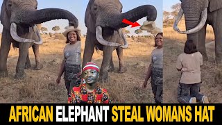 Wise African Elephant Steal Tourist Hat And Made Kneel And Beg For It [upl. by Lyris]