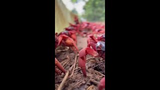 Photographer creates quotcrabsafequot car to get around Christmas Island during crab migration [upl. by Farlee]