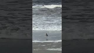 A Bird’s Solitude on Florida’s beach [upl. by Kruse]