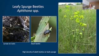 Chandler amp Lodge Biological Control of Leafy Spurge and Spotted Knapweed in MN [upl. by Giffer]