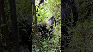 Gorilla Trekking in Rwandawhat its really like [upl. by Matt848]