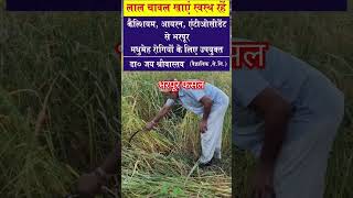 How to get bumper yield of Red Rice in Kangra ricebenefits organicrice riceproducing shortsvideo [upl. by Nessi]