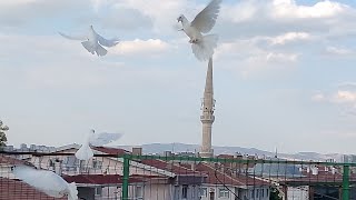 yavru kanat güçlendirme güvercin pigeon staffordshire [upl. by Ydnamron]