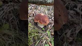 Boletus Edulis 2024 [upl. by Asirral755]