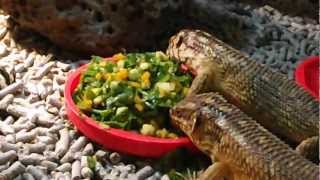 Gidgee Skink and Hosmers Skinks eating salad mix [upl. by Elatsyrk]