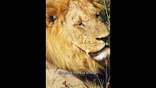 nature wild animals videos national park 🏞️ [upl. by Orvie]