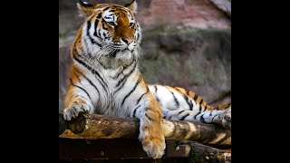 Wild Animals  Tiger Sound  Sound of Tiger Growling  Animal Sounds Real [upl. by Nama]